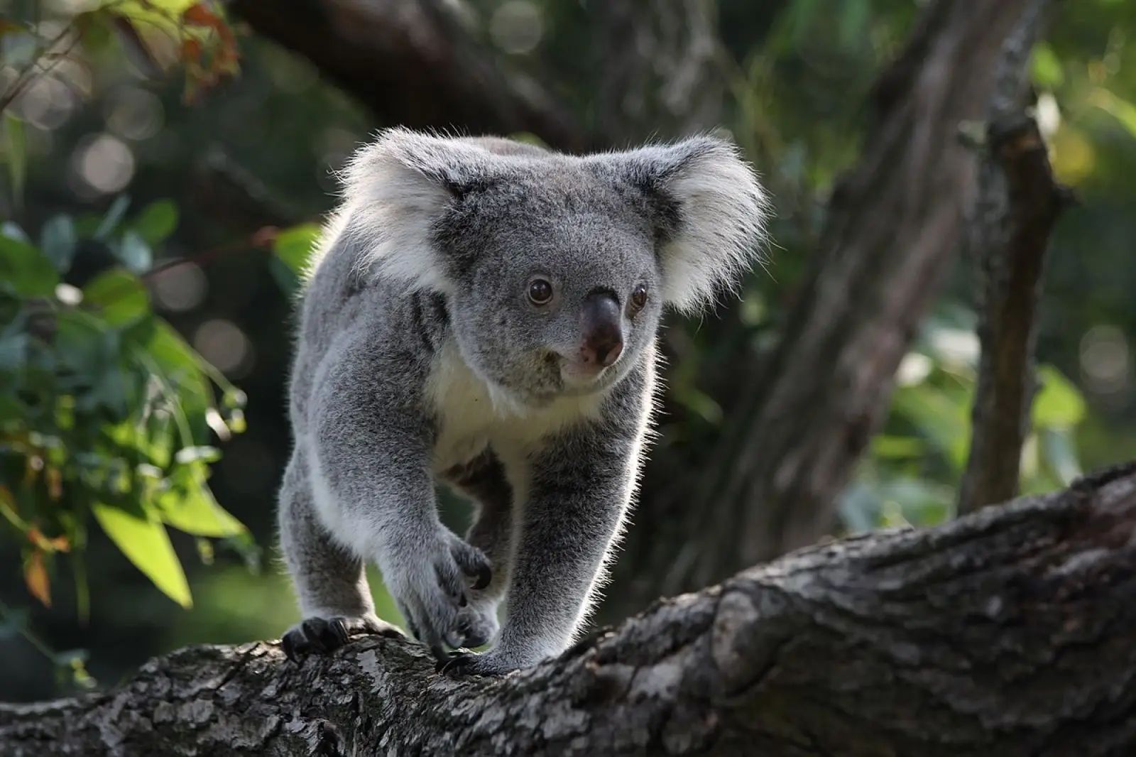 marsupials koalas