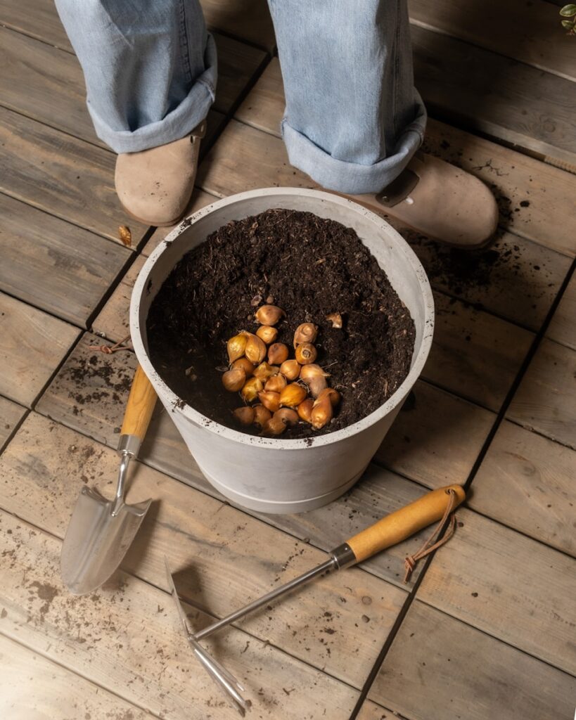 Planting bulbs in a pot.