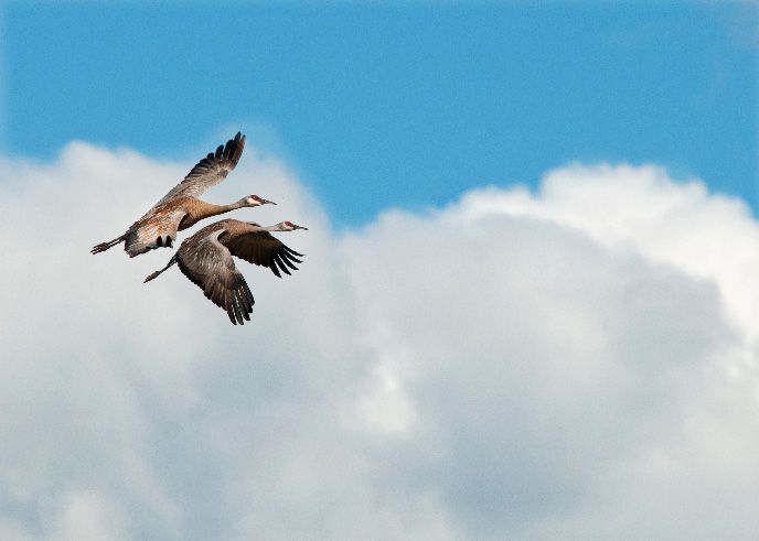 A Mother Bird’s Heartbreaking Search For Her Lost Chick