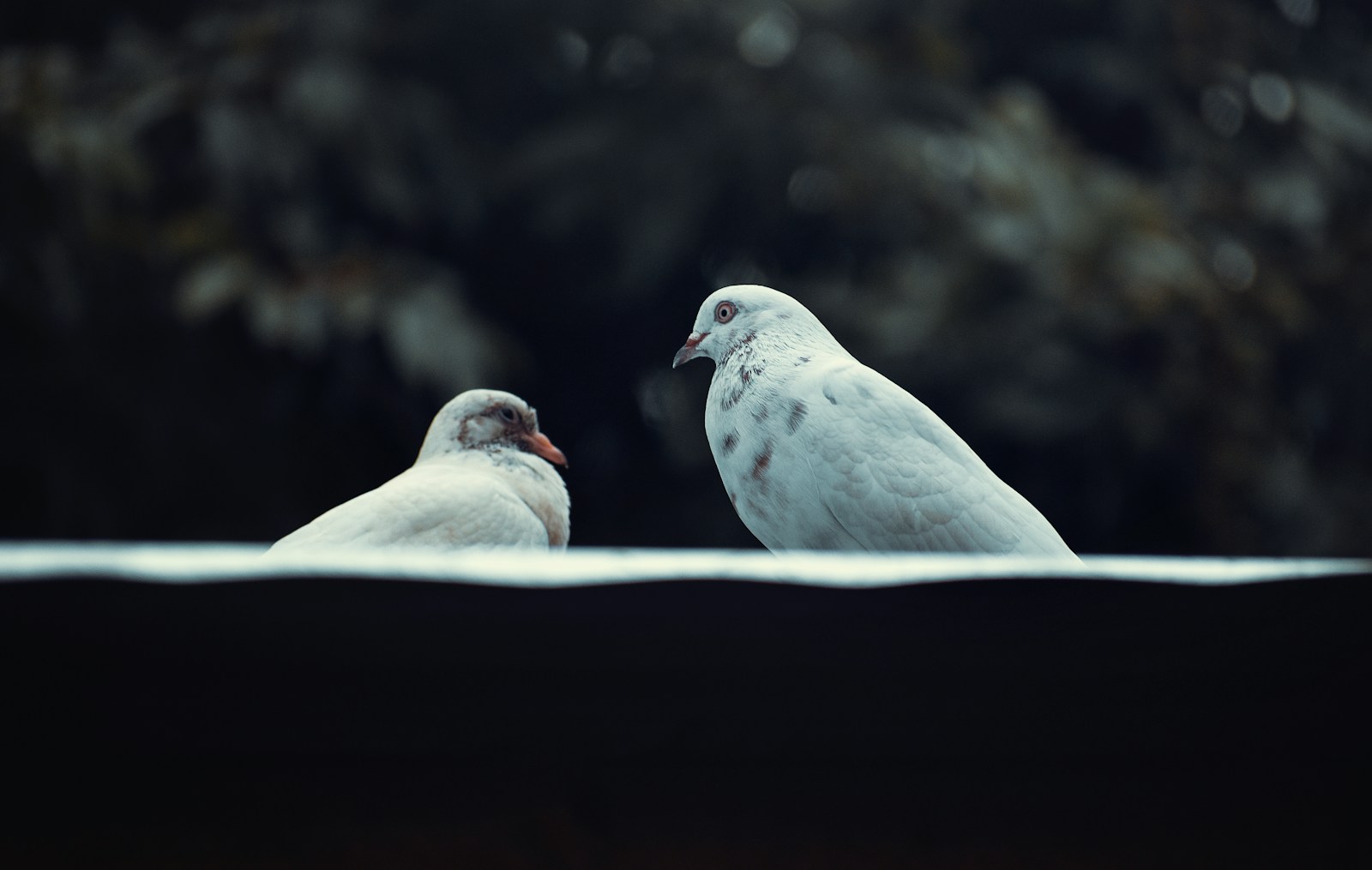 white and gray bird on black surface