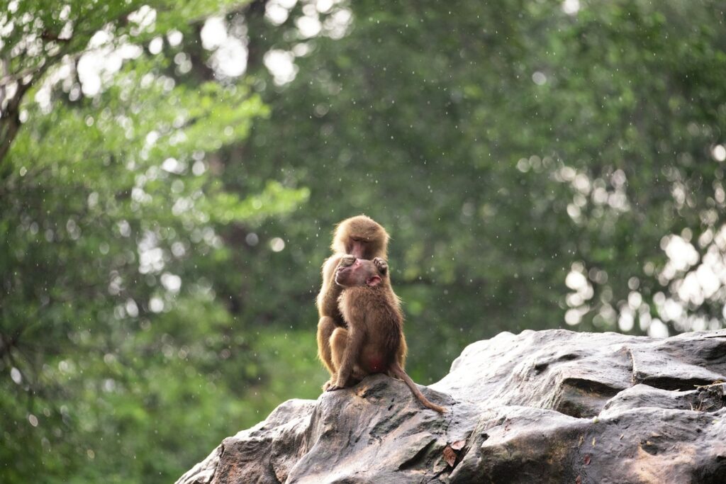 Two monkeys cuddle on a rock.