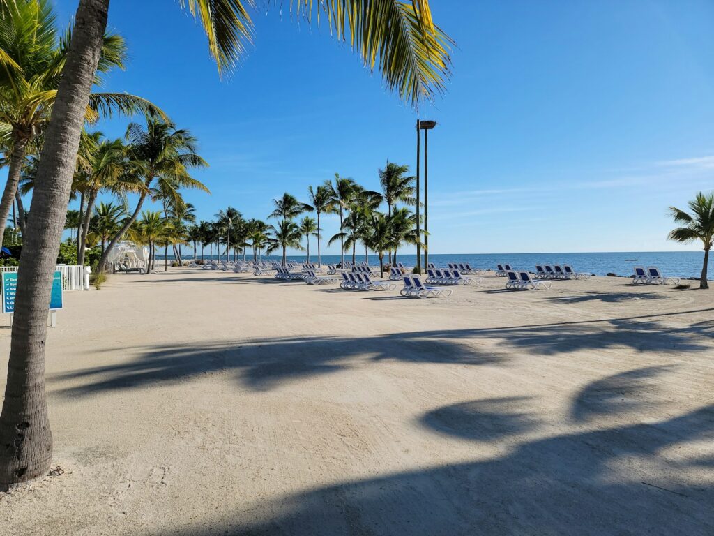 a beach with a lot of chairs and palm trees