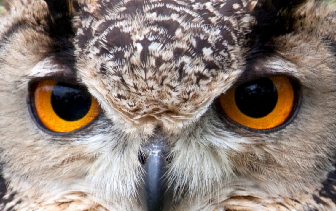 owl eyes octopus