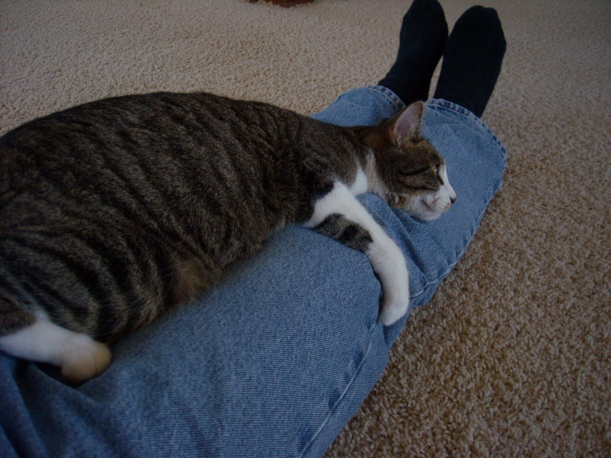 perpetual motion feline