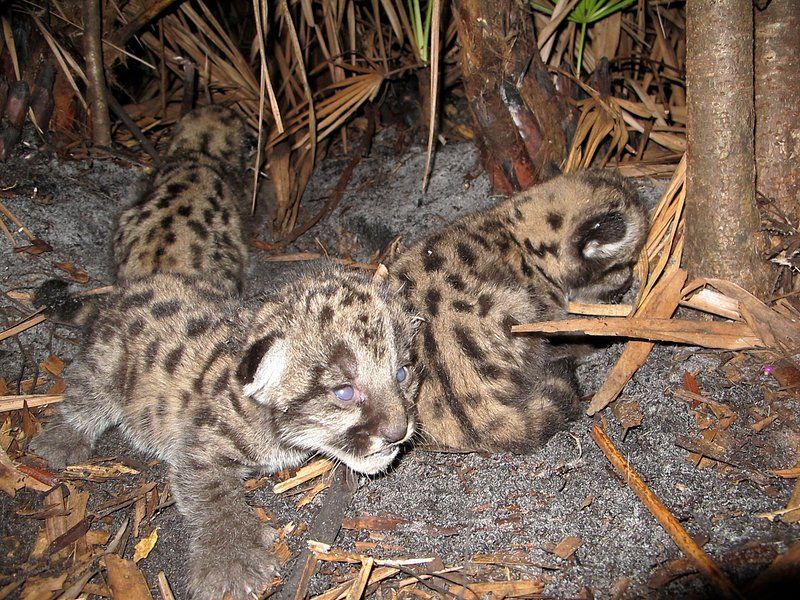 snow leopard cubs wilderness charm