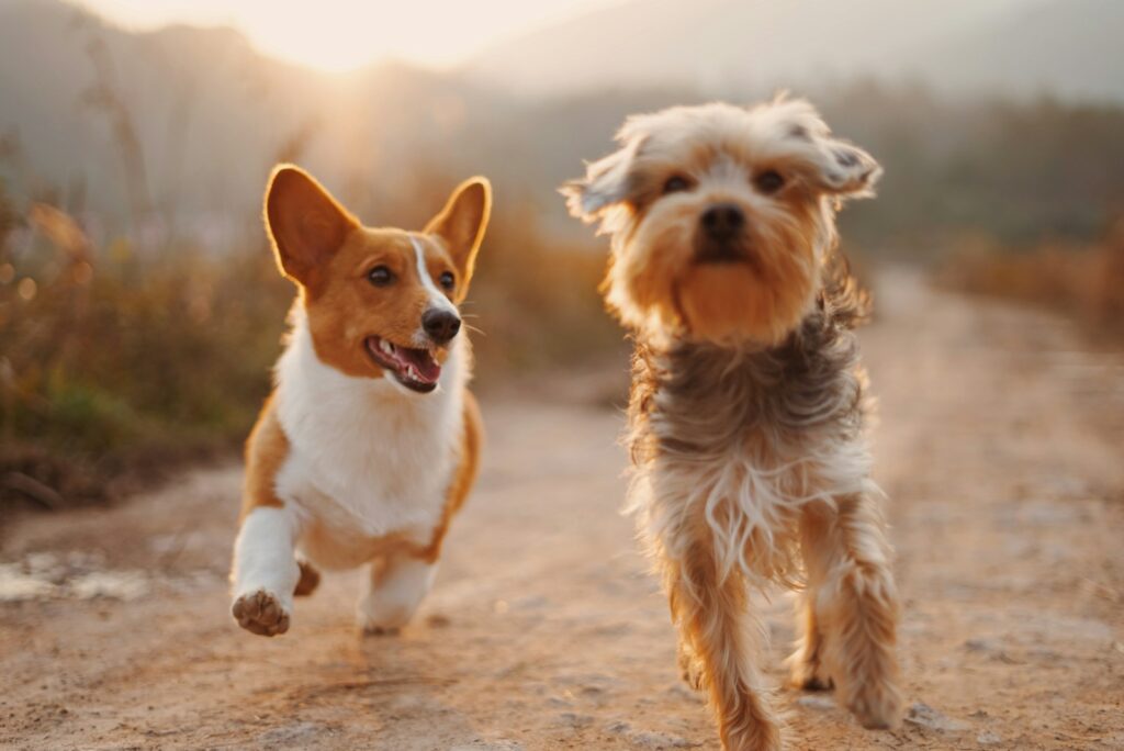 14 Paw-sitively Fur-midable Pet Slang Terms You Need to Know Right Now!