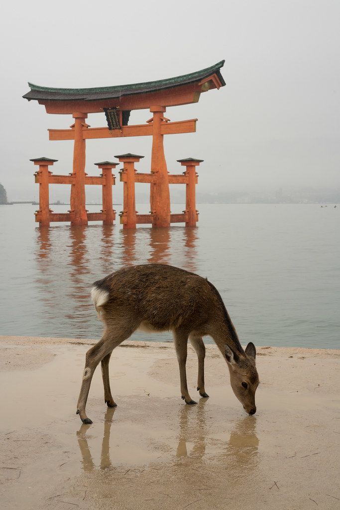 Experience the Magic of Miyajima: Japan’s Sacred Island with a Floating Torii and Roaming Deer