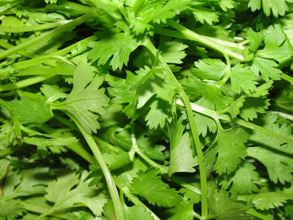 Why Cilantro Tastes Like Soap to Some and Heaven to Others: Genetics, Environment, and Evolving Taste.