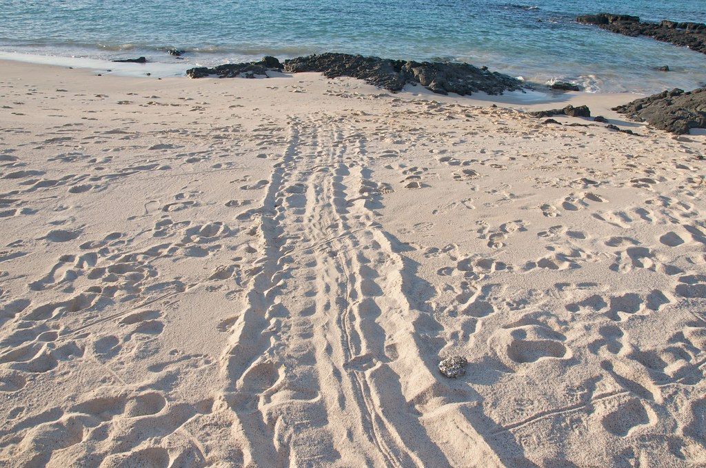 Galapagos Islands Double Tourist Fee to 0 for Conservation