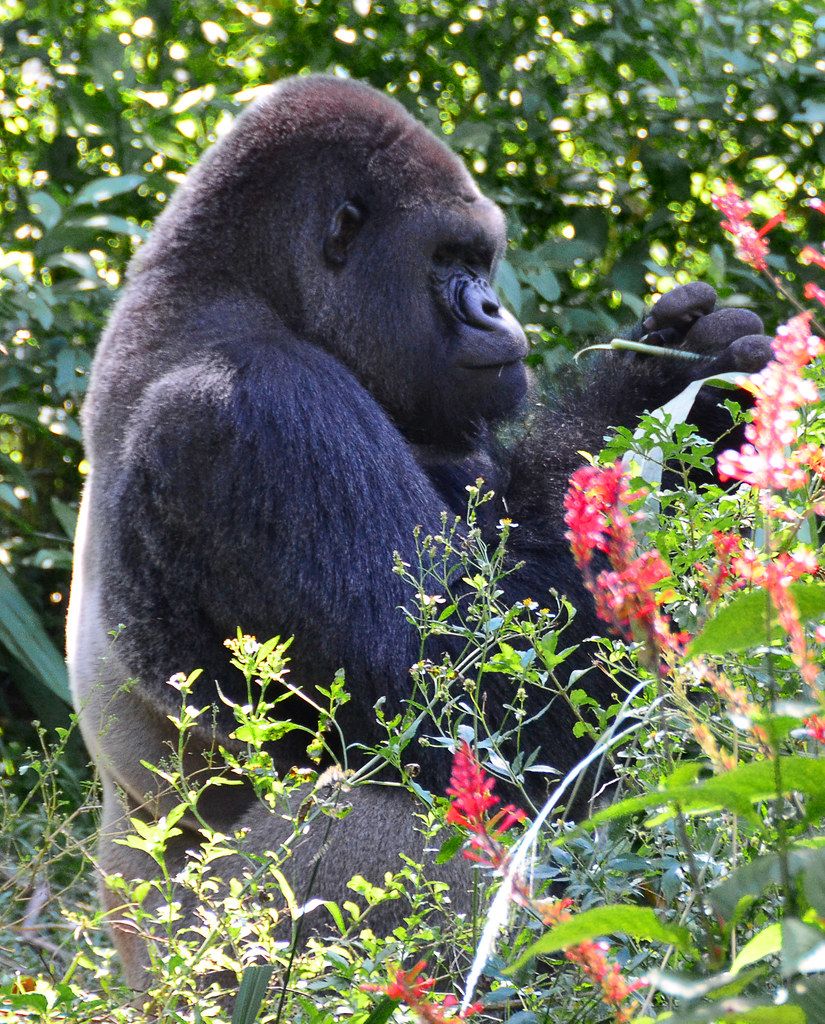 Uganda Gorilla Trekking: Is 0 Worth It? Why This Priceless Encounter Supports Conservation.