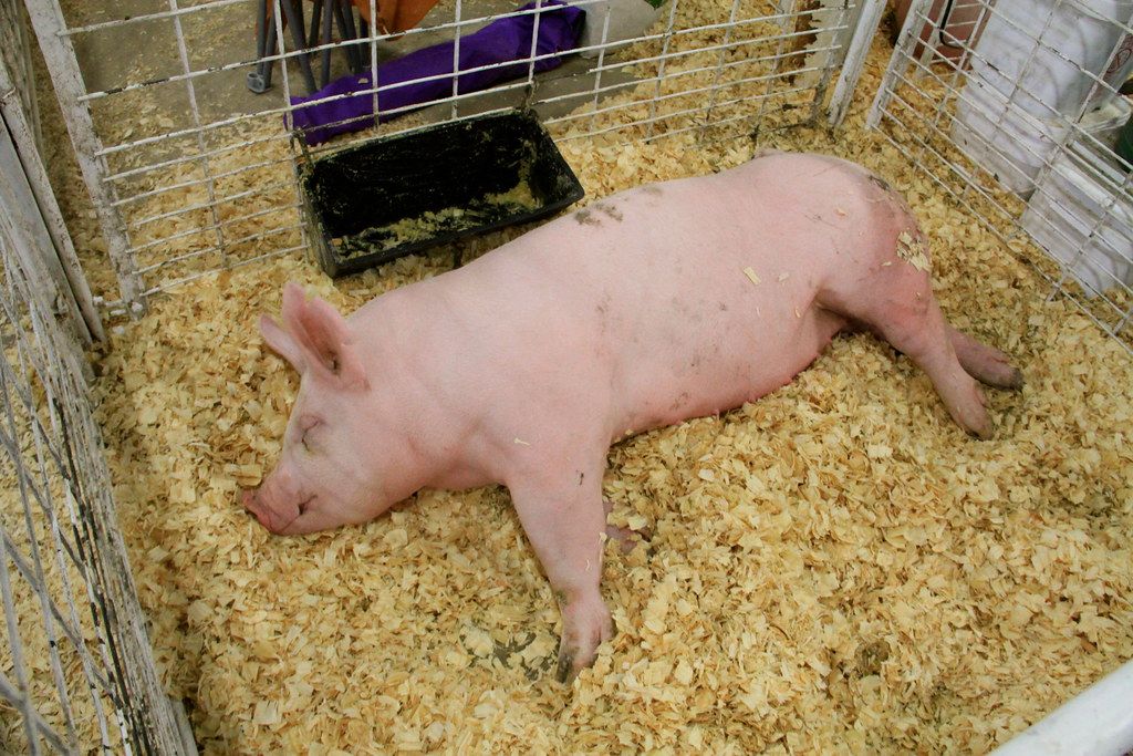 First Successful Pig-to-Human Kidney Transplant Offers Hope for Organ Shortage