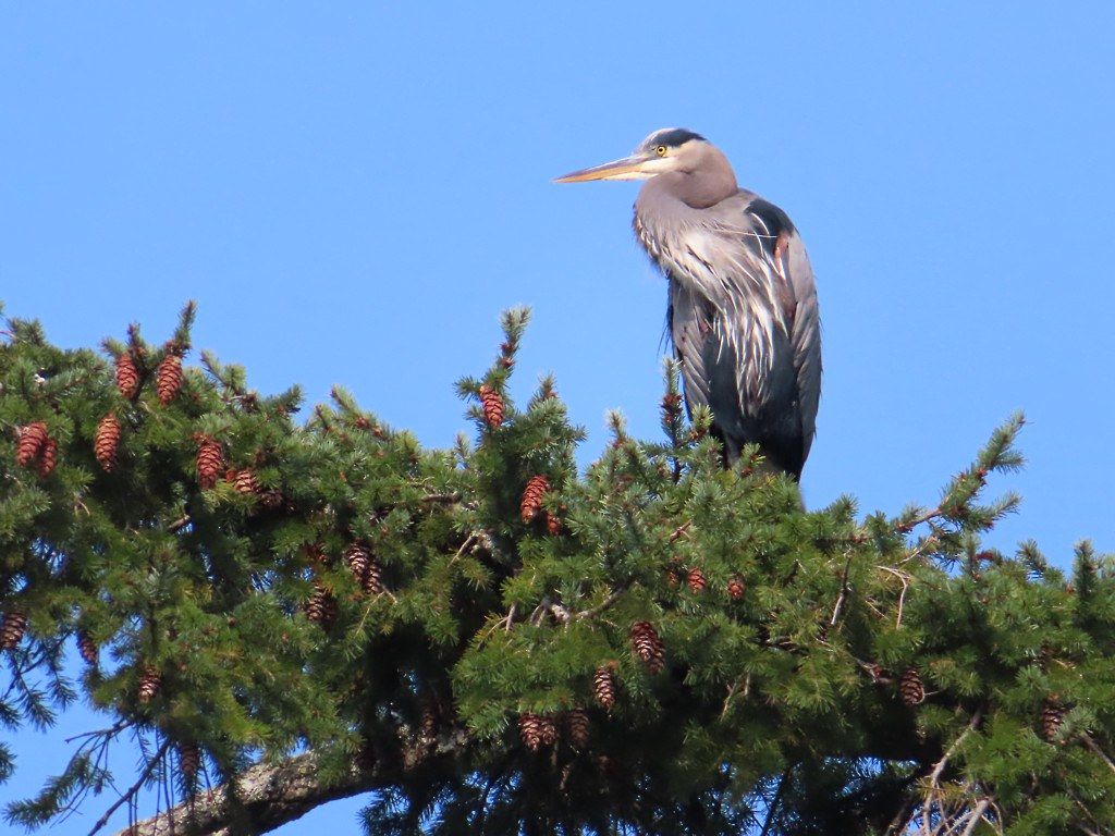 Snake Eel Bursts Through Heron’s Neck After Being Swallowed: Shocking Survival