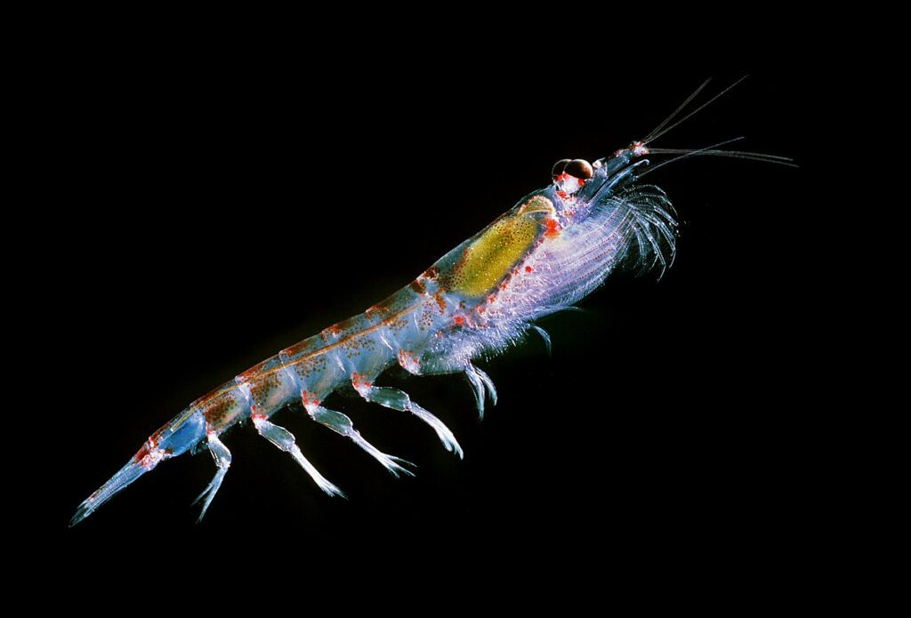 Krill Crisis: How Climate Change and Overfishing Endanger Antarctica’s Keystone Species