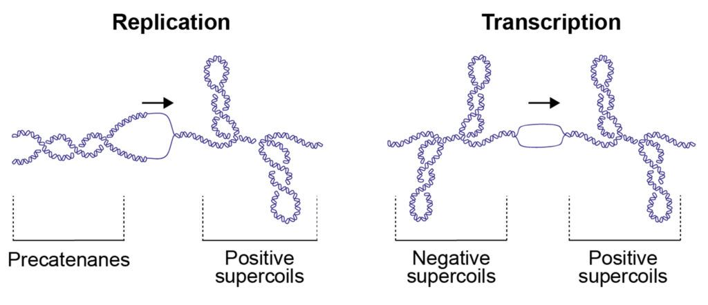 Who Controls Our DNA? Inside Natural Replication and Gene Editing’s Hidden Mistakes