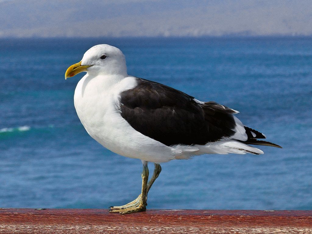 Viral Gull Eating Rabbit Explained: The Anatomy Behind The Shocking Feat