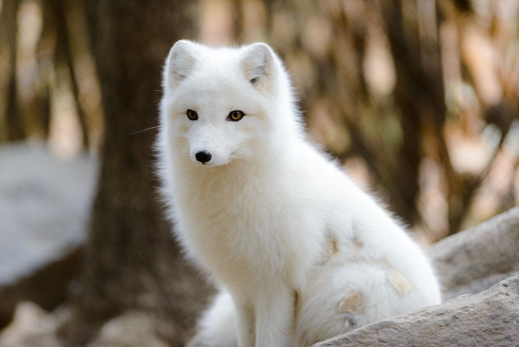 White to Brown: The Arctic Fox’s Amazing Seasonal Survival Strategy