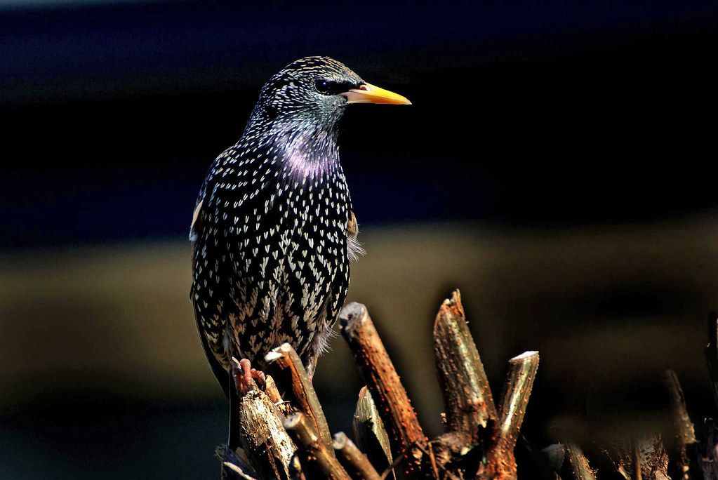 Xinjiang Deploys Bird Army: 200,000 Pink Starlings and 85,000 Chickens Combat Locusts Naturally