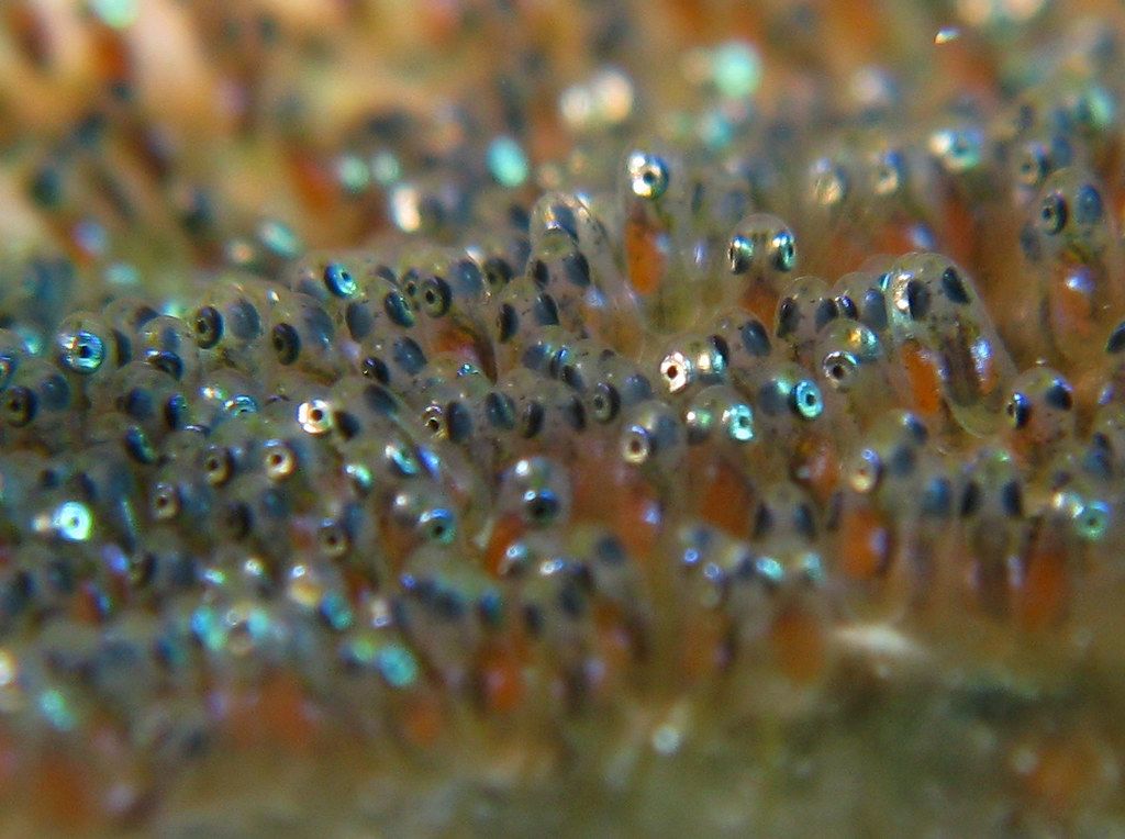Surprising Science: Ducks Disperse Fish Eggs to Distant Lakes