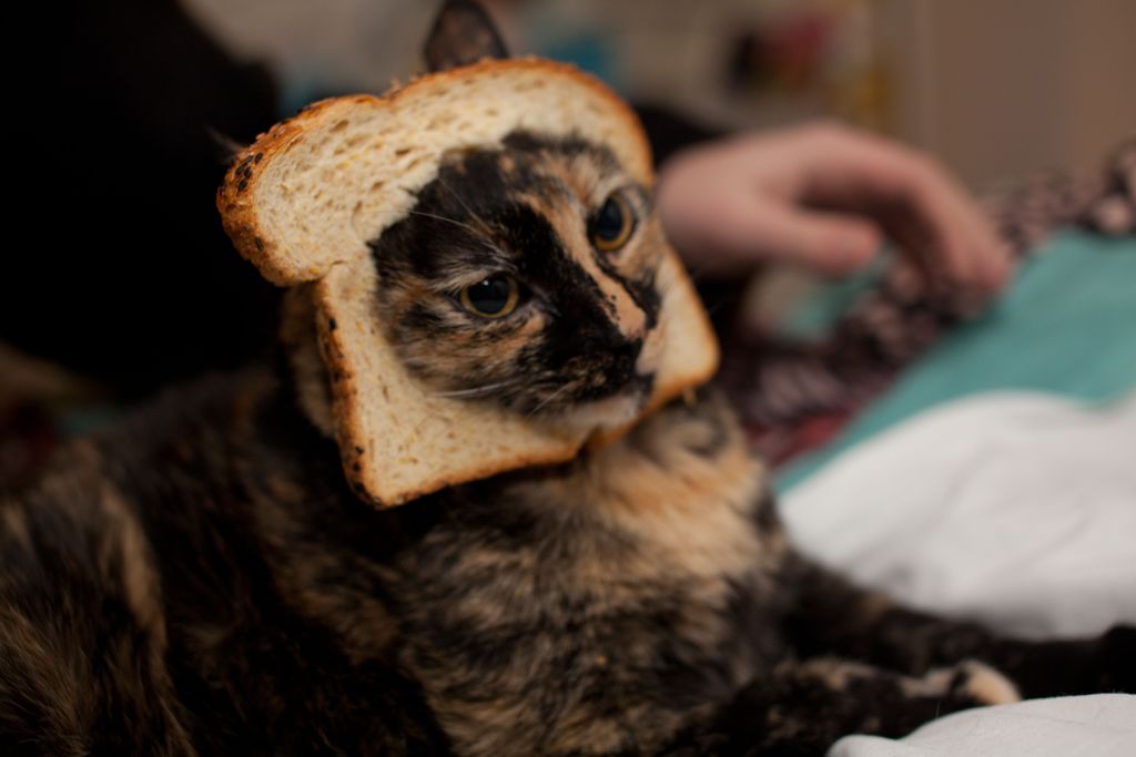 toast cat