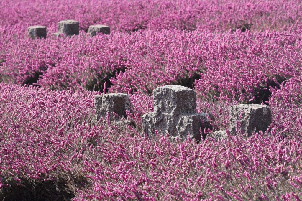 Beyond Grief: How Hug Burials Offer Hope for Love After Life