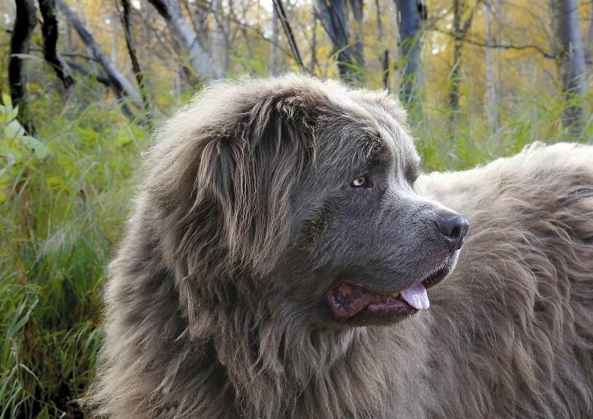 Does the Dog Die? 14 Heartwarming Films Where Our Furry Friends Live Happily Ever After