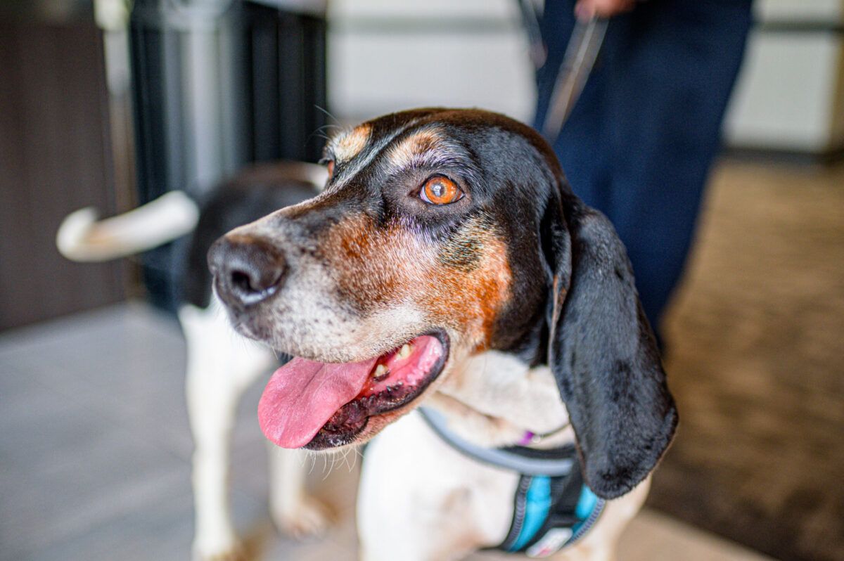 Overwhelming Your Dog’s Sense of Smell