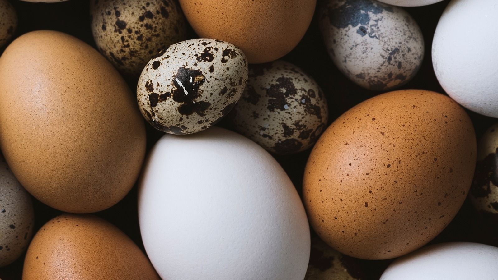 Cracking the Cholesterol Code: New Research Reveals Why Eggs Are Not Your Heart’s Enemy, And What Truly Is