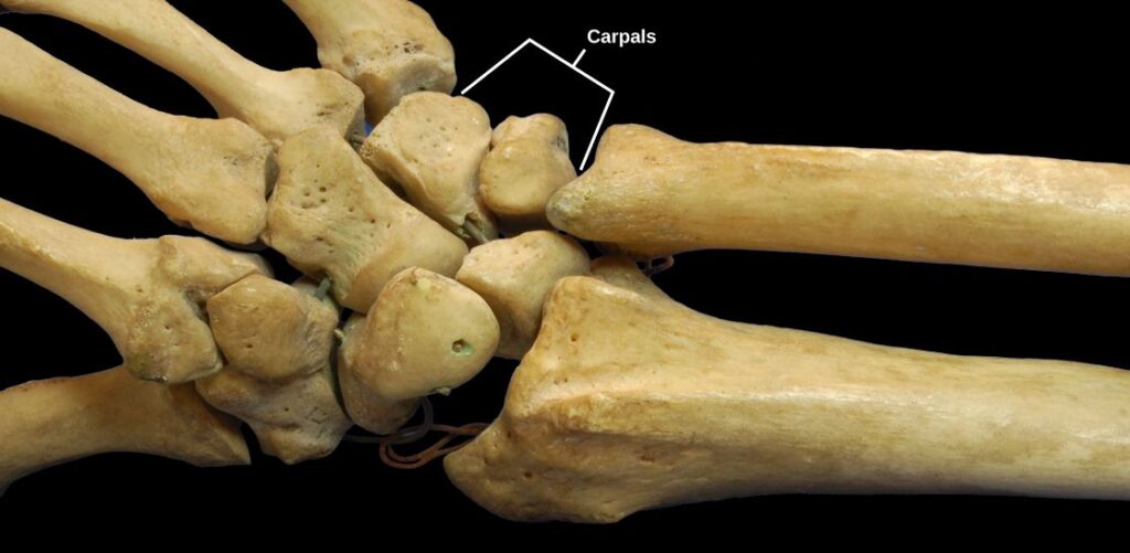 carpometacarpal (CMC) joints