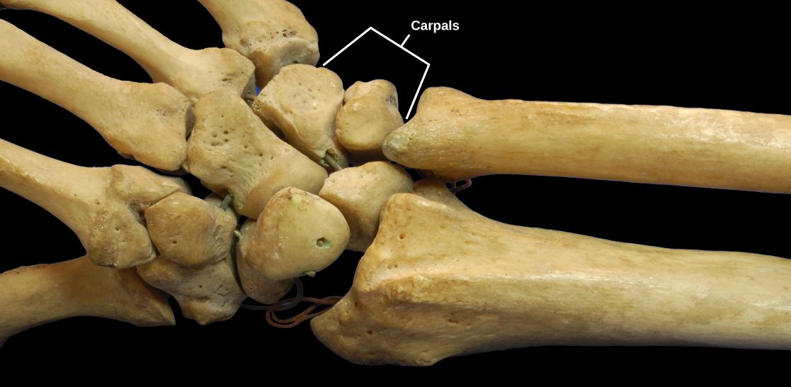 carpometacarpal (CMC) joints