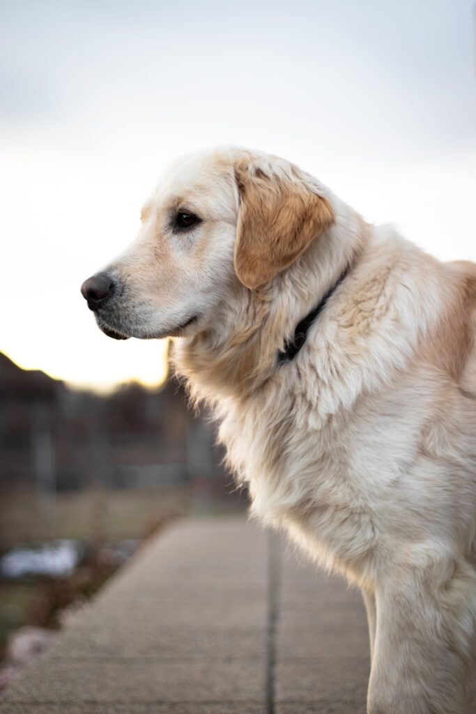 Beyond the Bigness: A Good Housekeeping Guide to the World’s Largest Dog Breeds with Essential Expert Tips