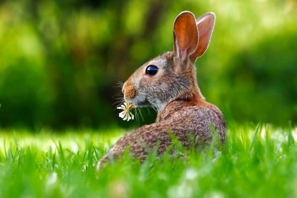 A cute rabbit enjoying a clover snack in the lush green grass.