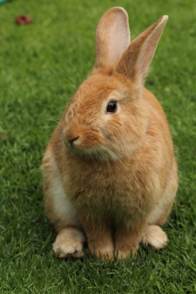 Close-up of a cute rabbit sitting on grass outdoors, showcasing its furry features.