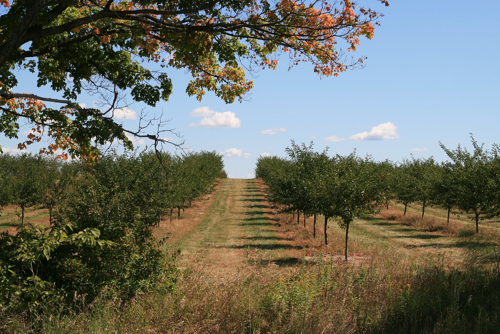 Beyond the Orchard: How Sweeping Deportation Changes Are Reshaping America’s Workforce and Economy, Leaving Crops to Rot
