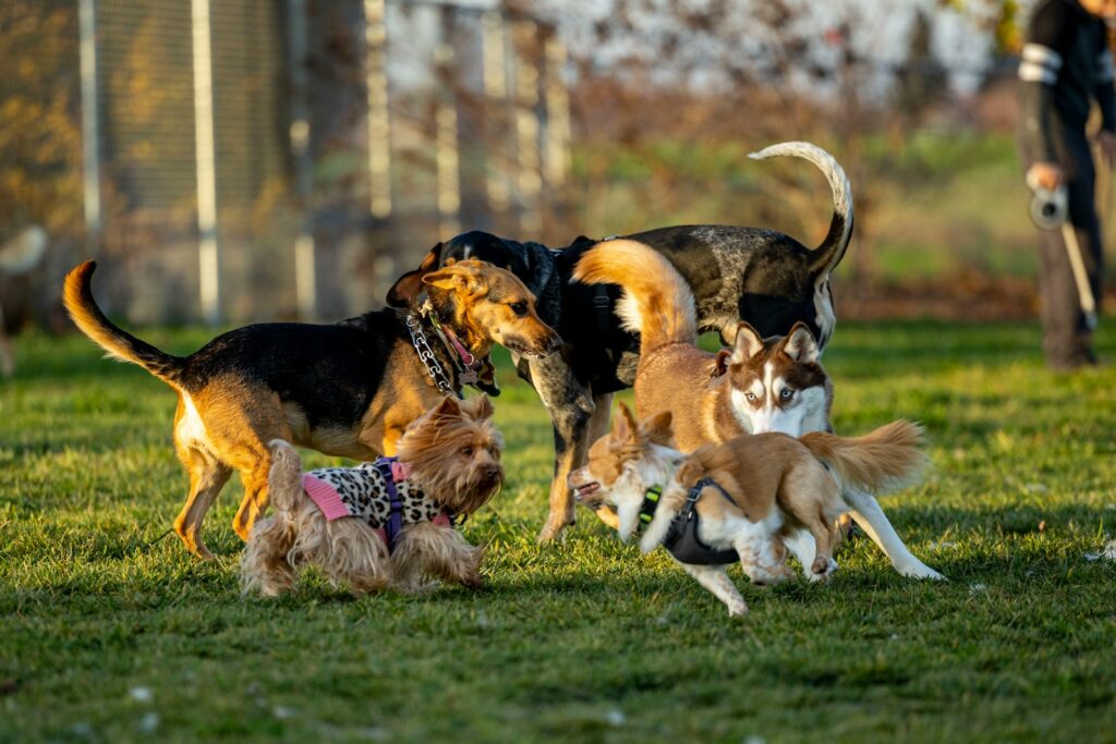 a group of dogs playing with each other in the grass