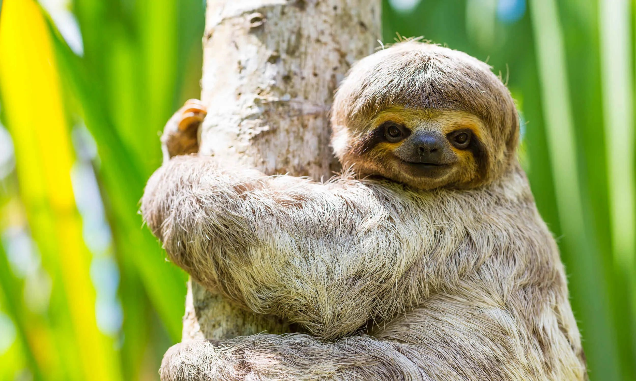 The Sloth Victim's Shocking 