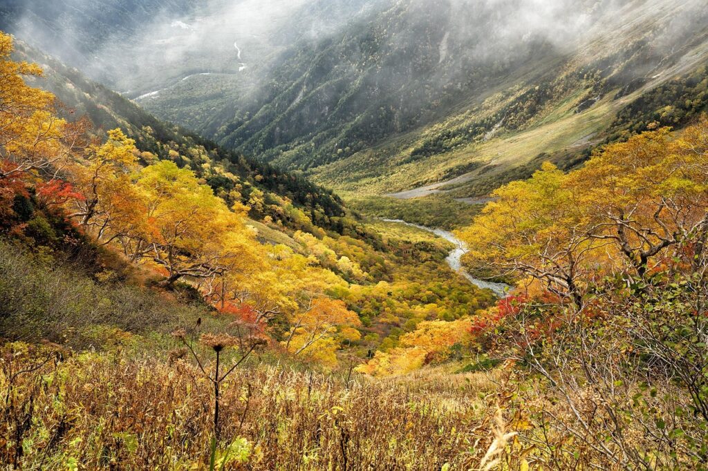 natural, autumn, yellow leaves, autumnal leaves, mountain, valley, nature, forest, meadow, subalpine zone, japanese alps, japan