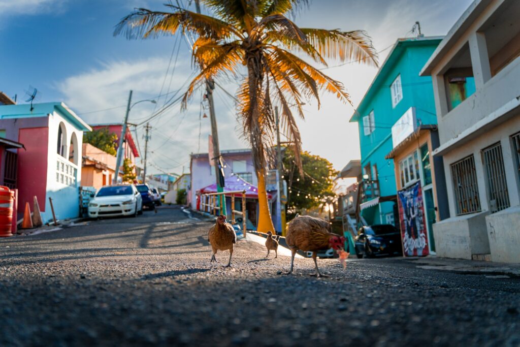a couple of birds walking down a street next to a palm tree