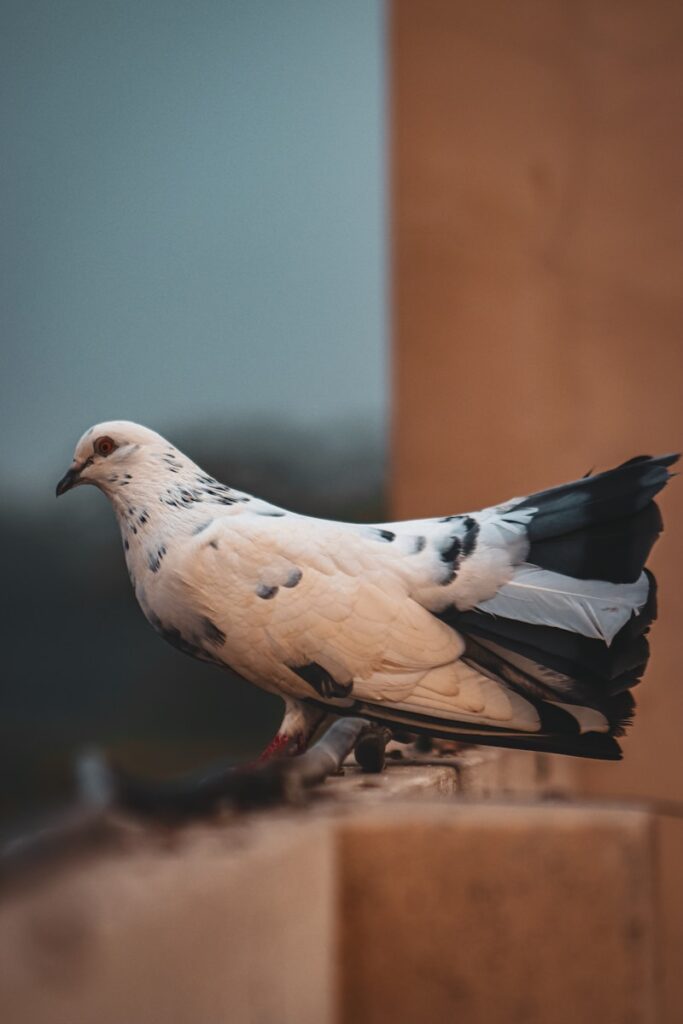 A white and black bird sitting on a ledge