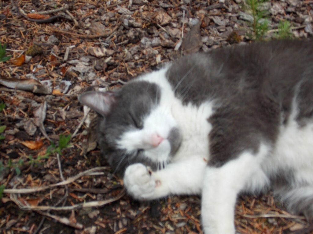 The Ubiquitous Presence of Companion Animals: A Nation of Pet Lovers