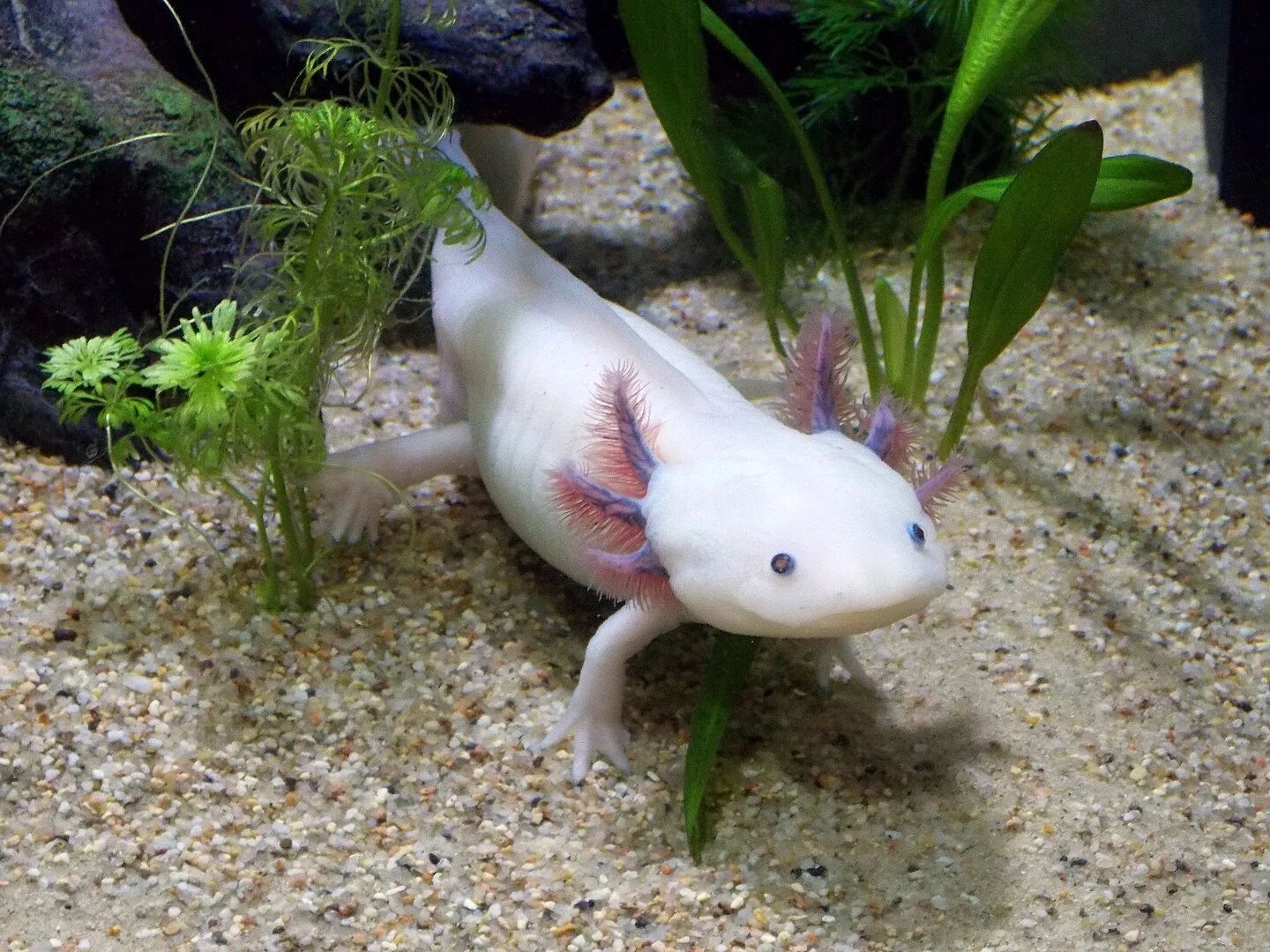 The Axolotl