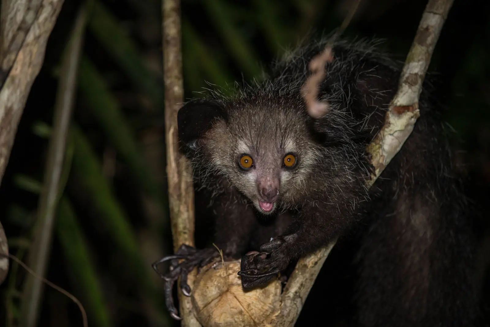 The Aye-aye