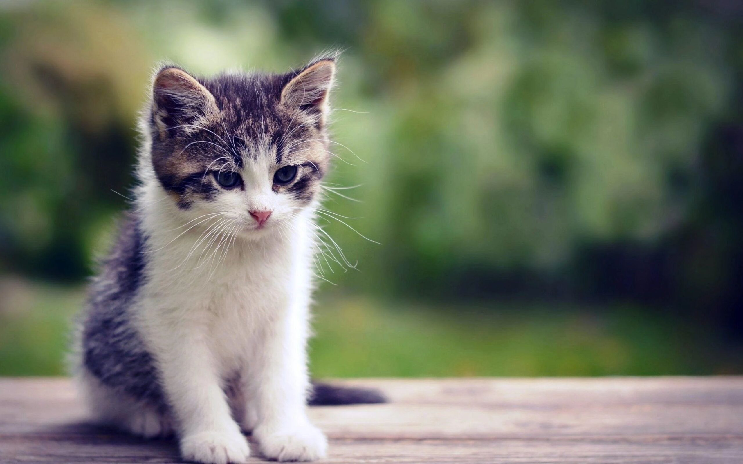Cats grieving