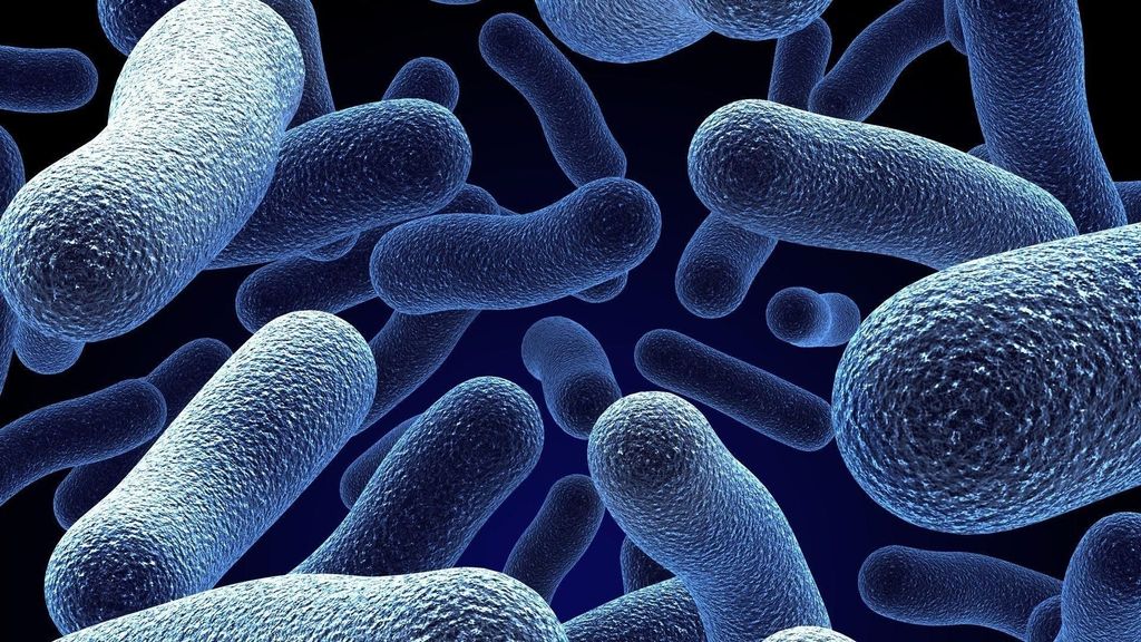 Bacteria and Fungi Thriving in Bed