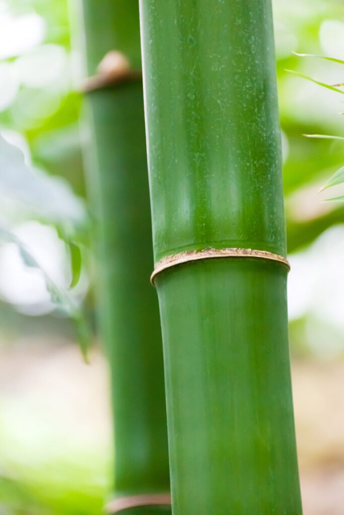 bamboo packaging
