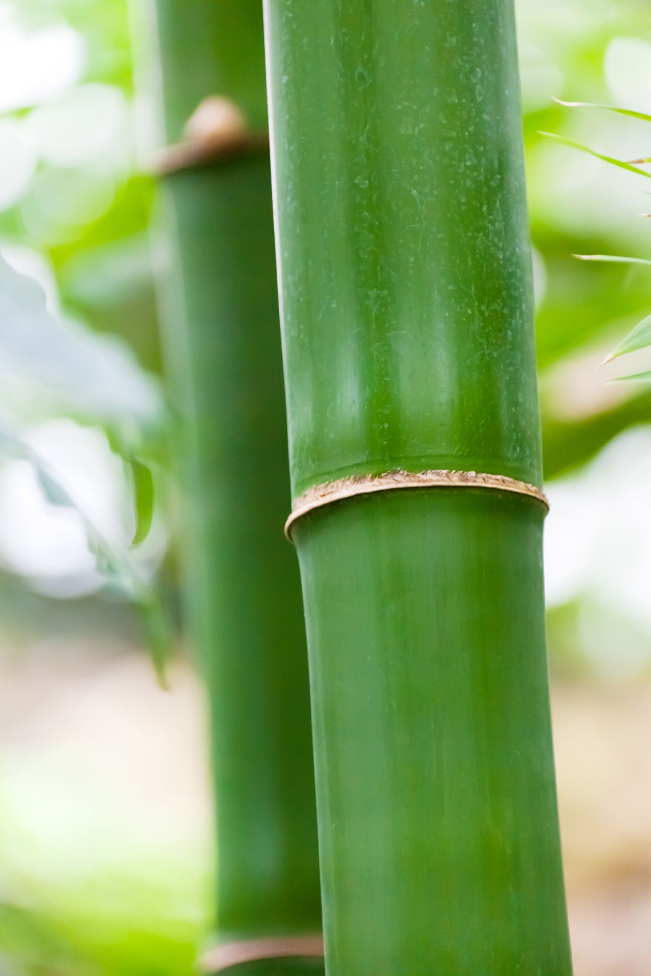 bamboo packaging