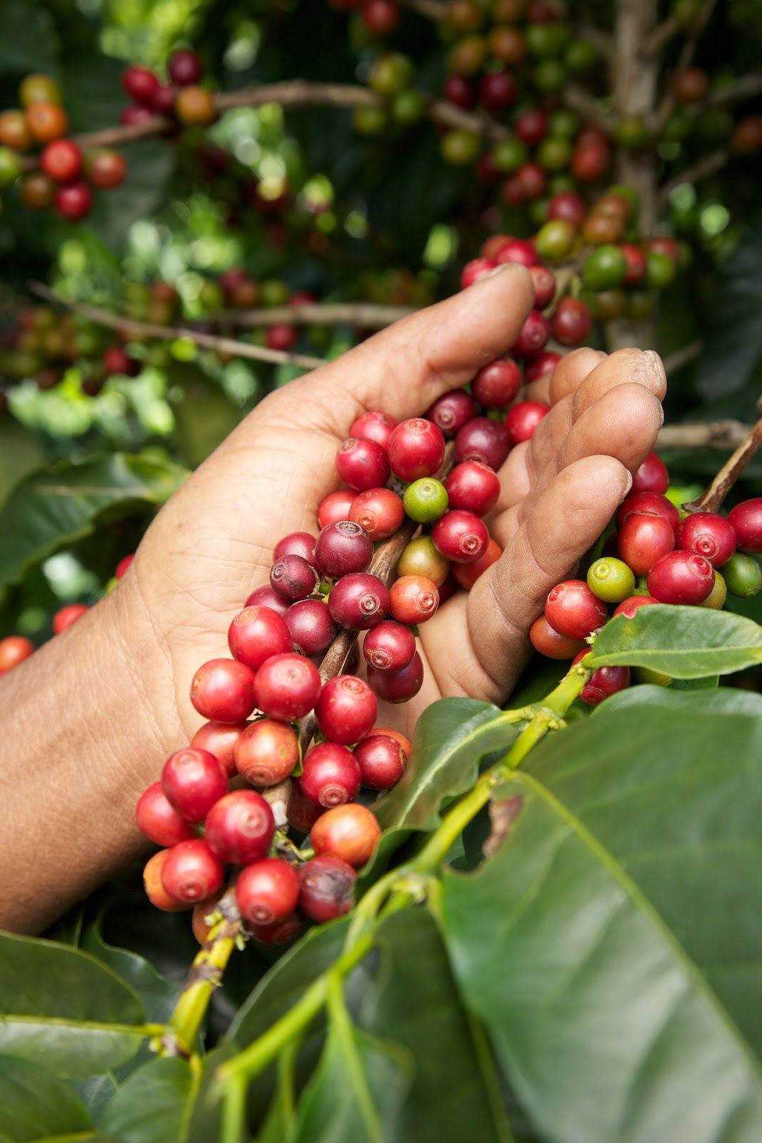 Navigating Coffee Consumption with Leaky Gut Syndrome