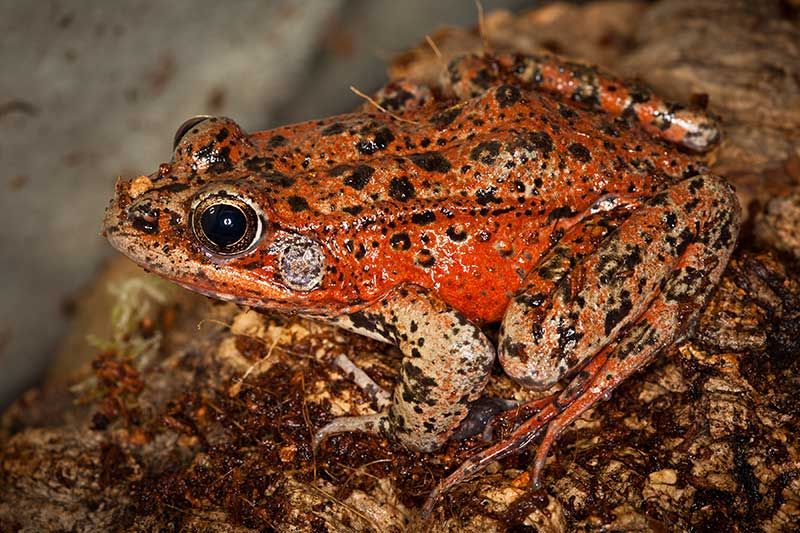 California red-legged frog