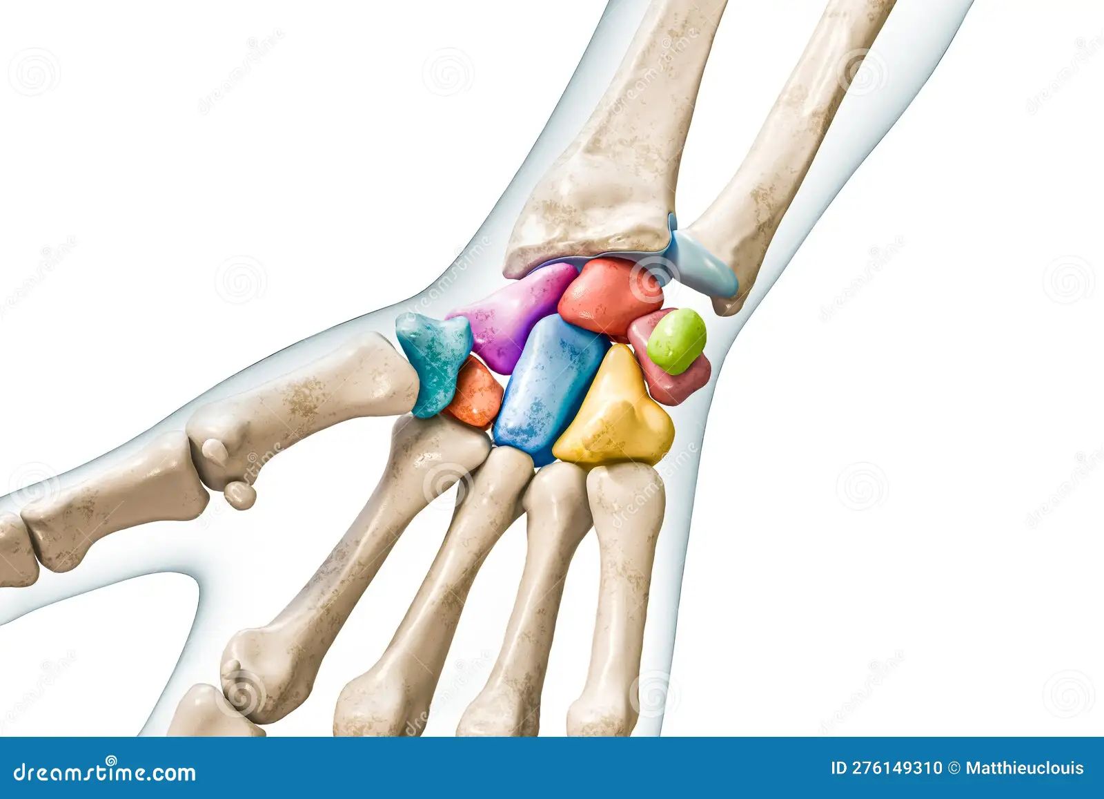 carpal bones