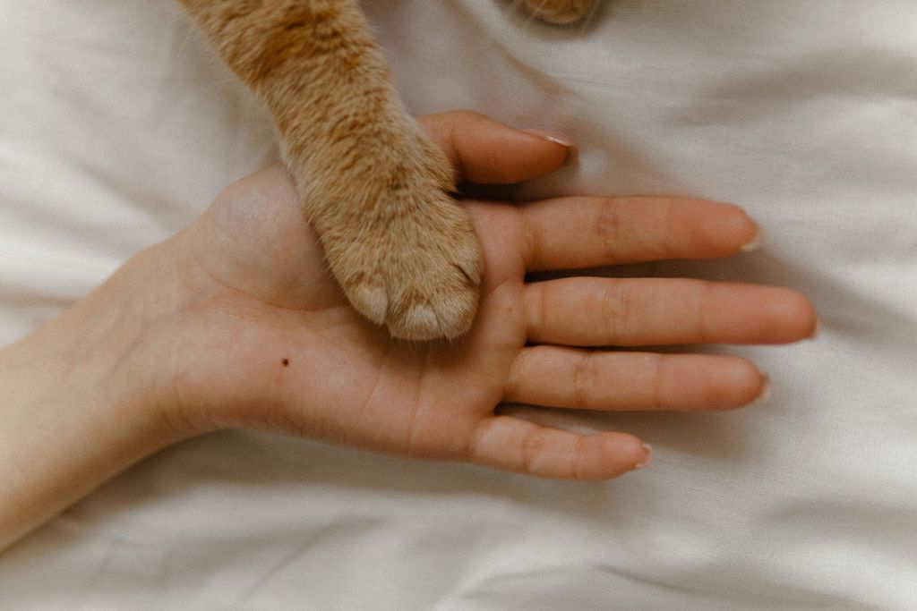 Unveiling the Masterpiece: A Comprehensive Exploration of the Human Hand’s Extraordinary Anatomy and Unrivaled Versatility