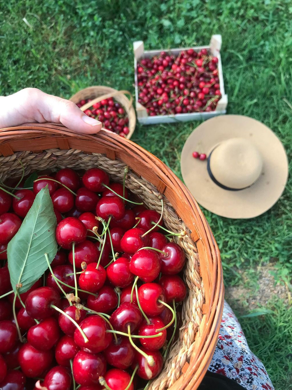 Chandler’s cherry farm